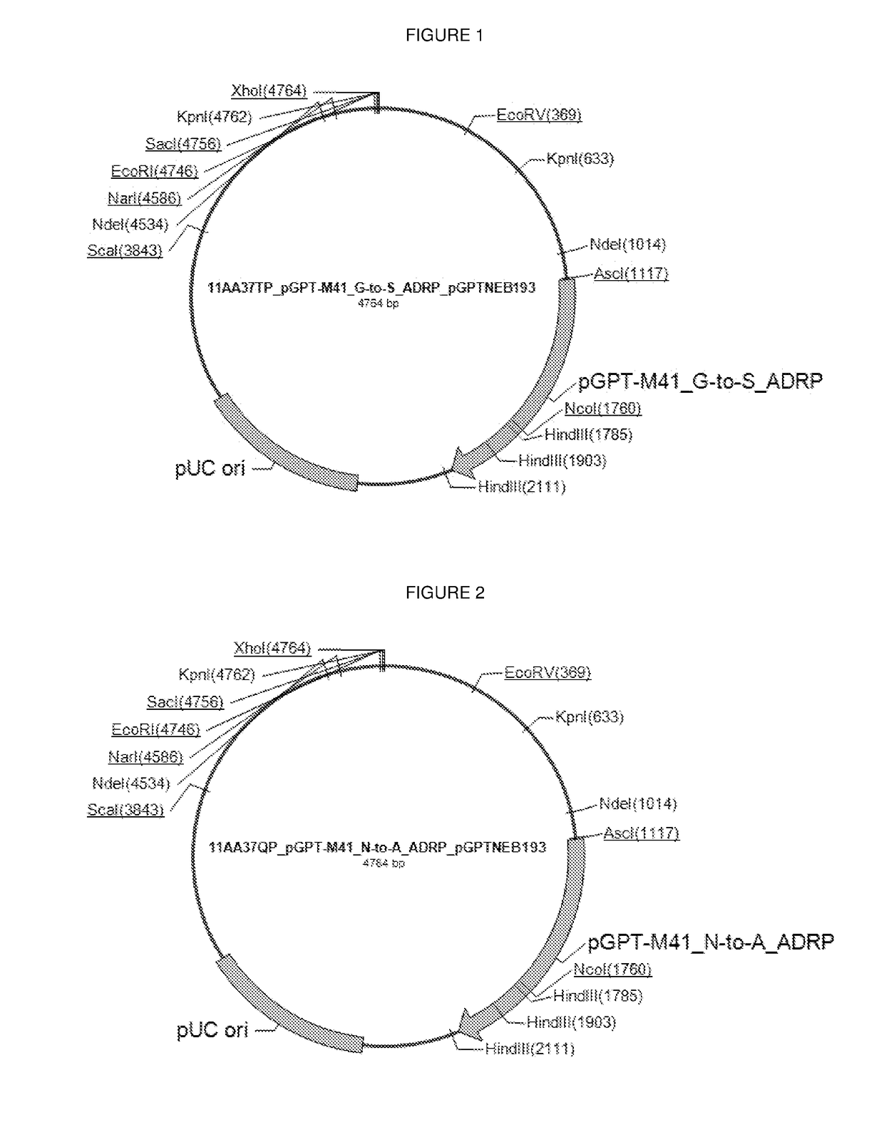 Attenuated Infectious Bronchitis Virus