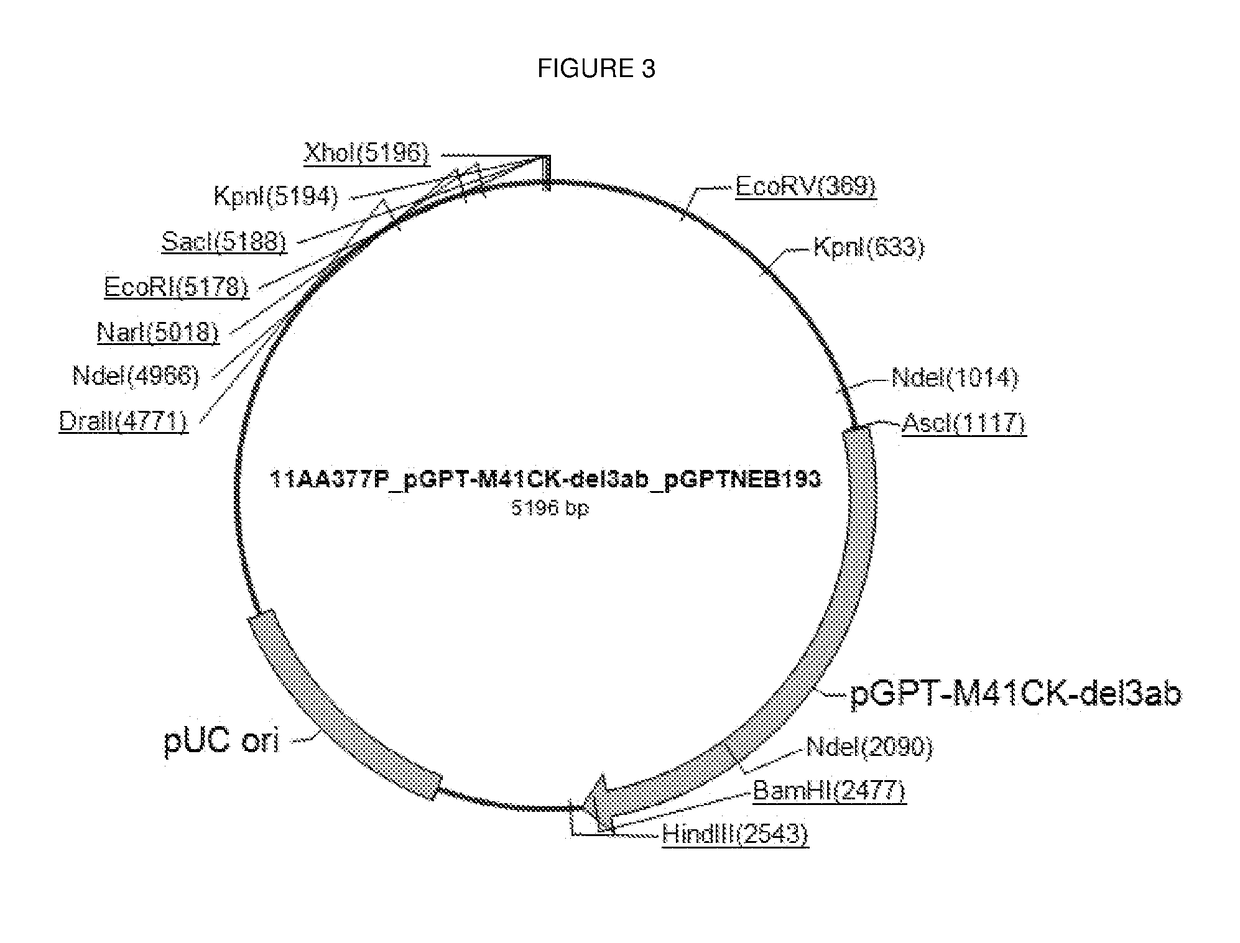 Attenuated Infectious Bronchitis Virus