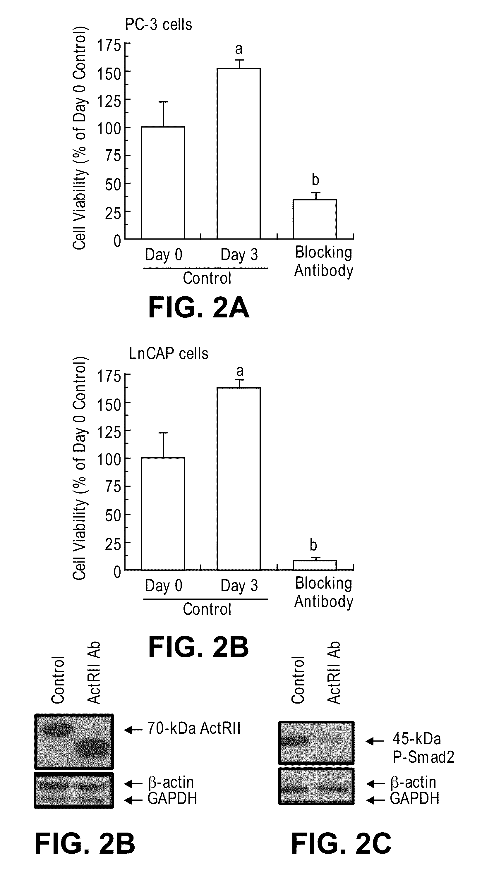Methods for identifying agents that inhibit cell migration, promote cell adhesion and prevent metastasis