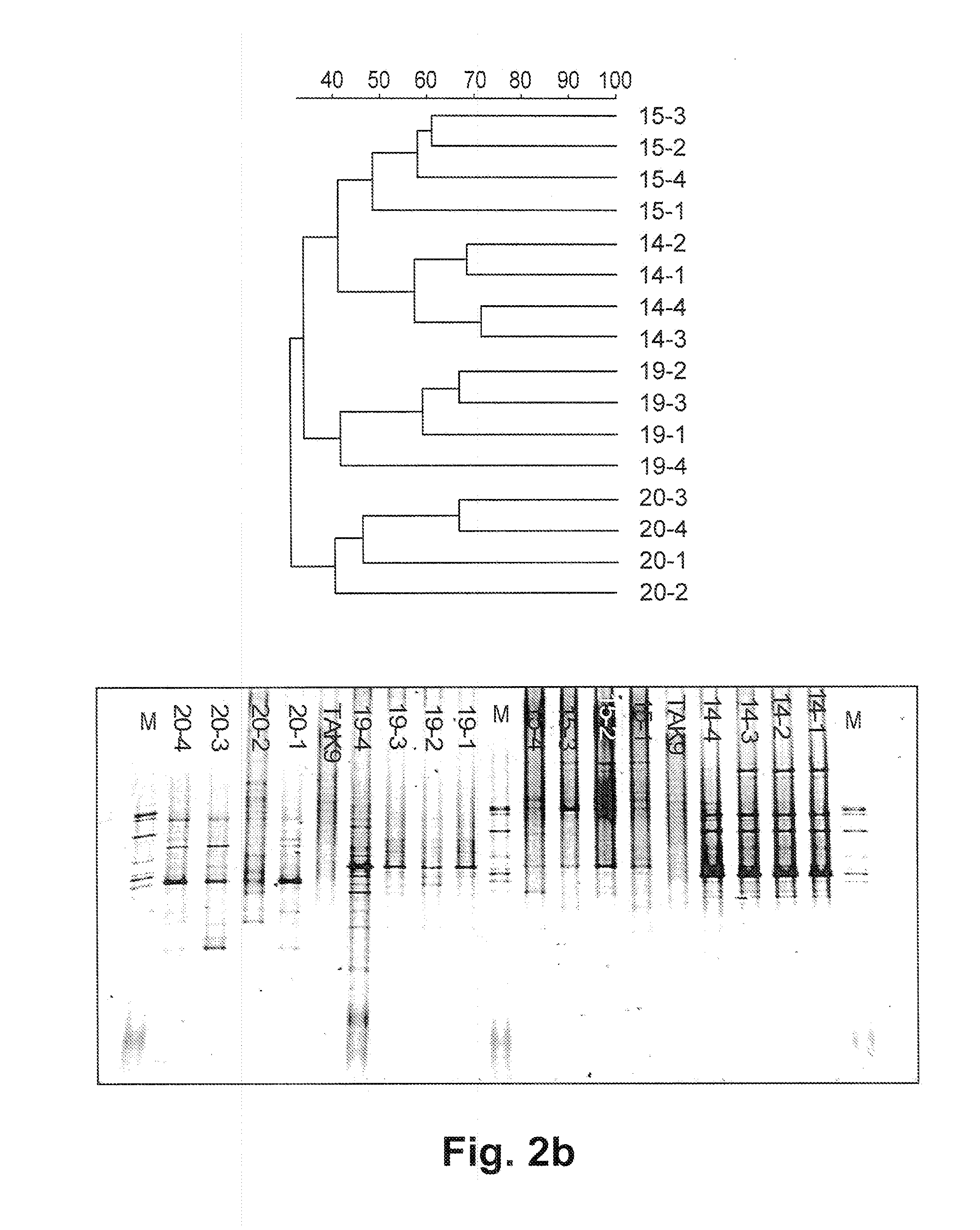 Lactobacillus plantarum inducia dsm 21379 as enhancer of cellular immunity, hypocholesterolemic and Anti-oxidative agent and antimicrobial agent against clostridium difficile