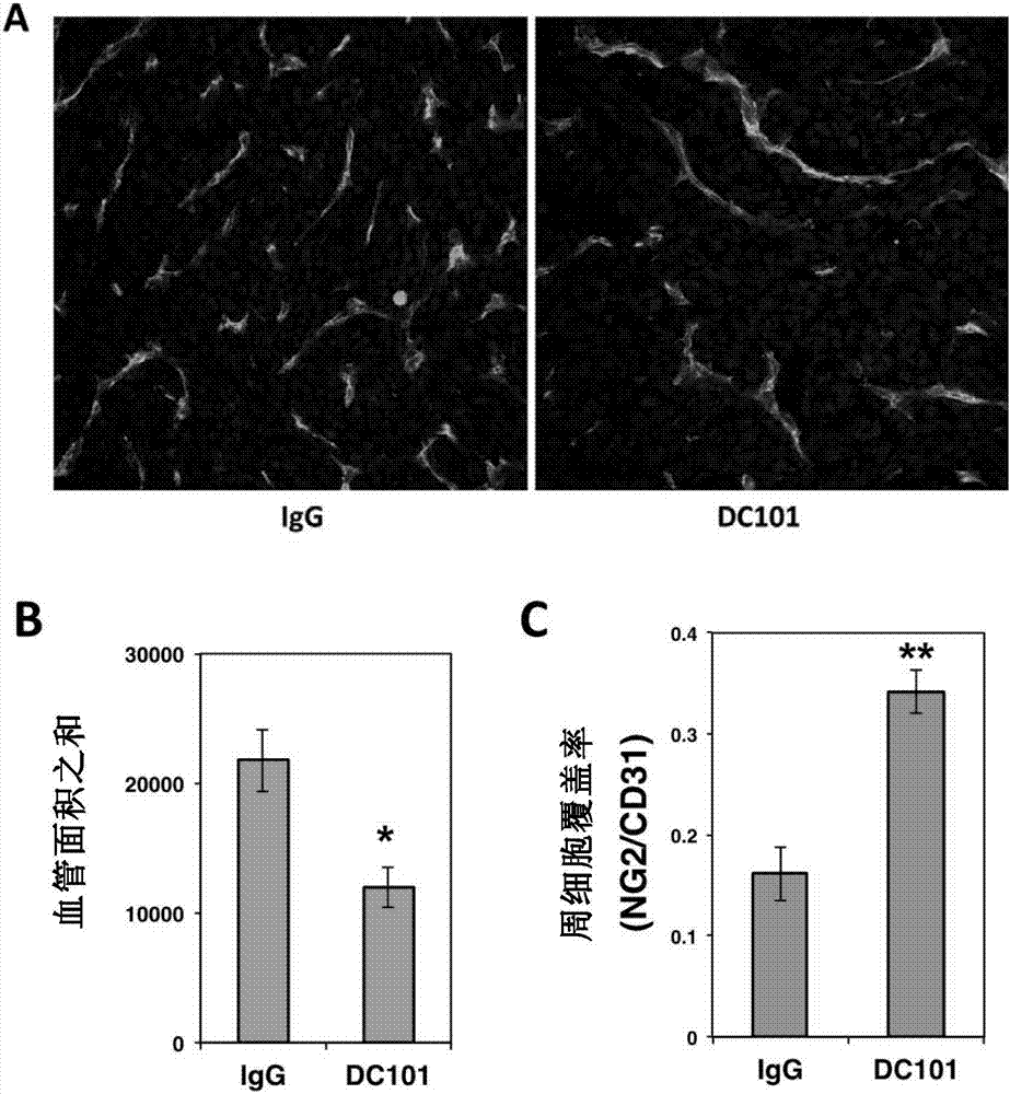 Composition containing low-dose antibodies blocking VEGF (vascular endothelial growth factor) signaling pathway and application of composition