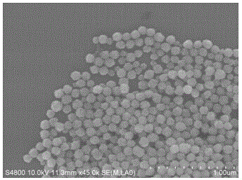 Method for rapidly detecting gram negative and positive bacteria