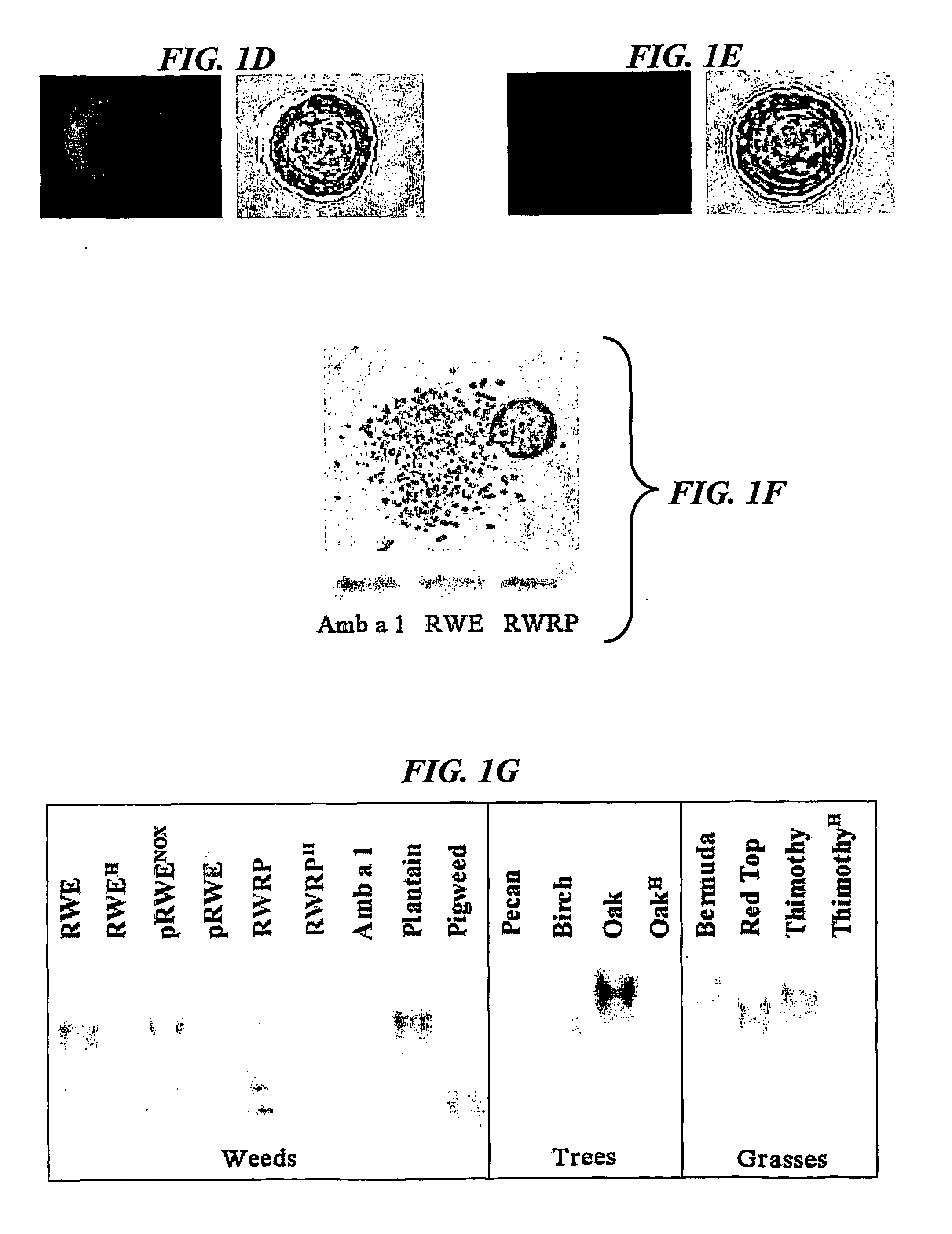 Methods for inhibiting allergic inflammation and other responses initiated by pollens, molds, and other non-animal derived allergens