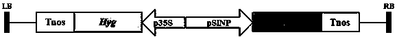 Promoter with anther tissue specificity