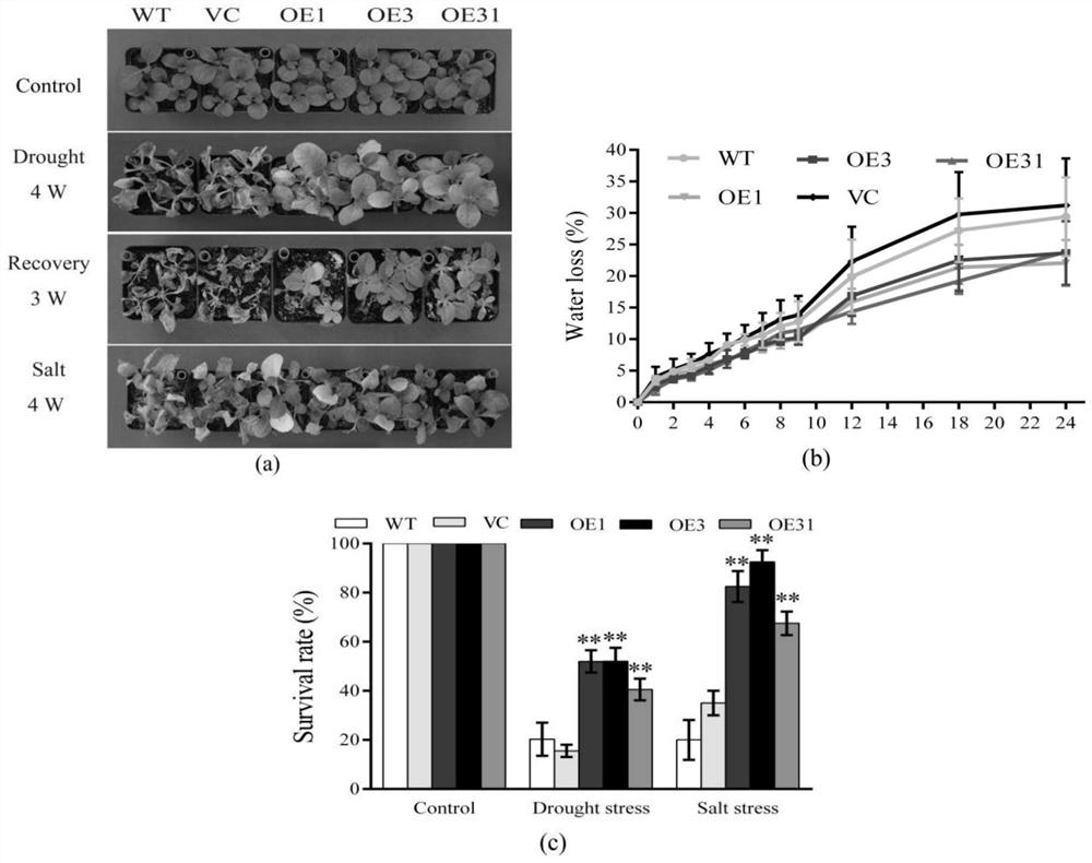 Brachypodium distachyon Drought Tolerance Tolerance Gene And Its Encoded Protein And Its Application