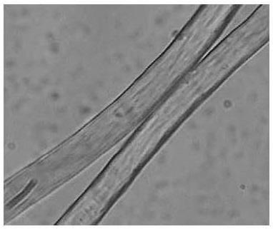 Qualitative detection method for EKS fibers