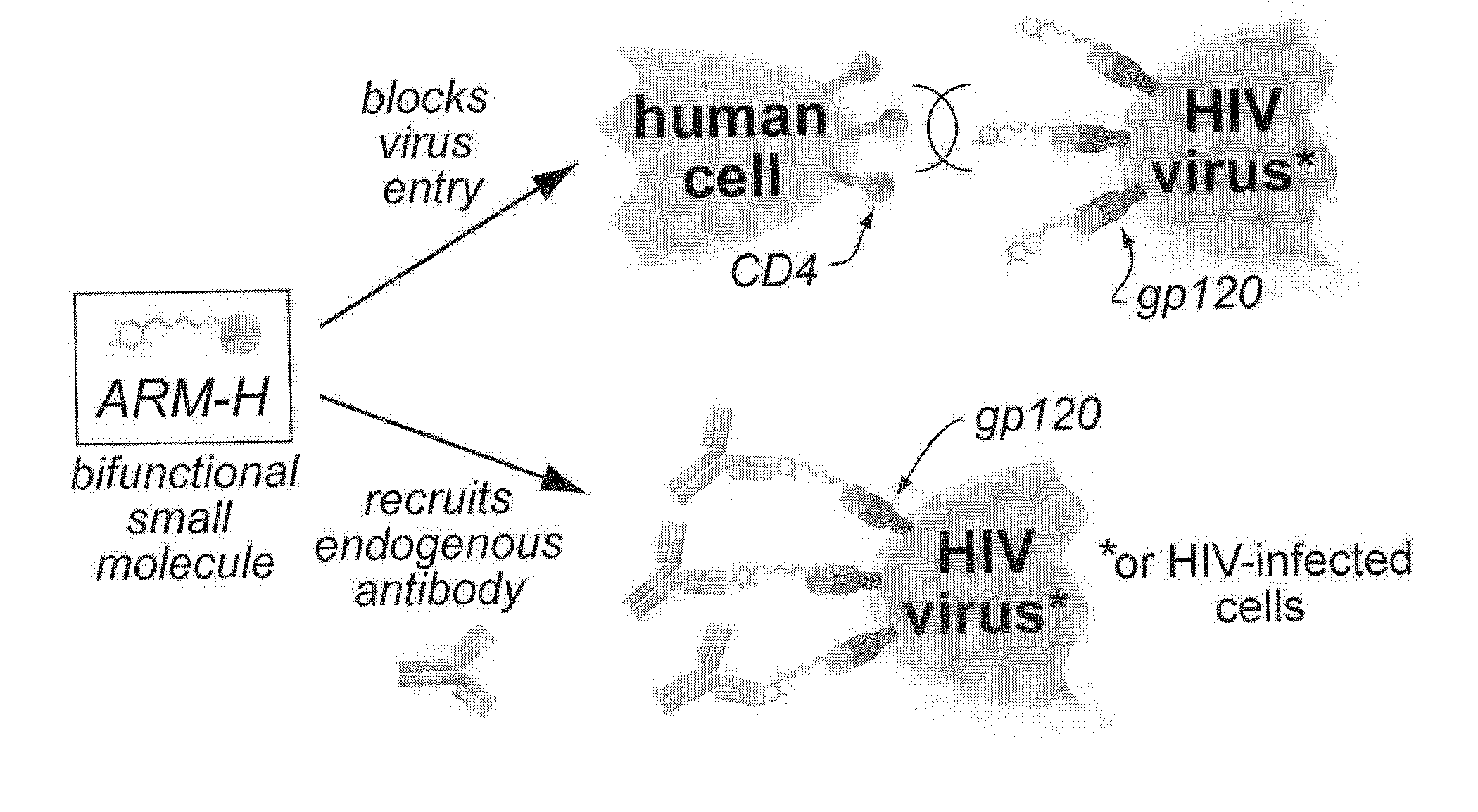 Bifunctional molecules with antibody-recruiting and entry inhibitory activity against the human immunodeficiency virus
