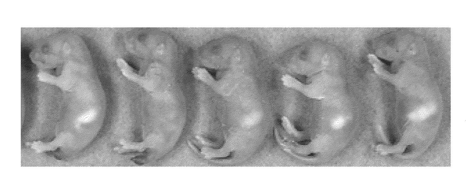 Growth Differentiation Factor-11