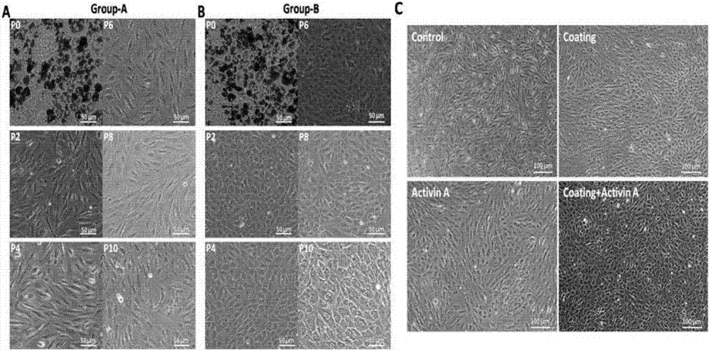 Composition for culturing epithelial cells and use thereof in maintaining epithelioid cell morphology