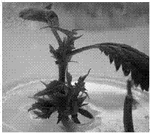 A kind of rapid propagation method of Xueluo cherry tissue culture