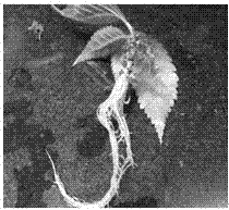 A kind of rapid propagation method of Xueluo cherry tissue culture