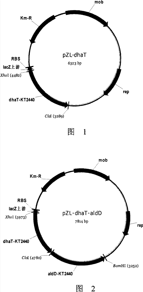 Method for producing 3-hydracrylic acid