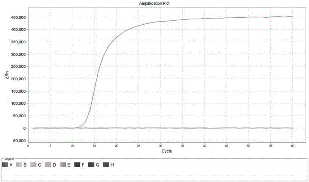 Fluorescent LAMP primer used for detecting vesicular stomatitis virus and detecting method