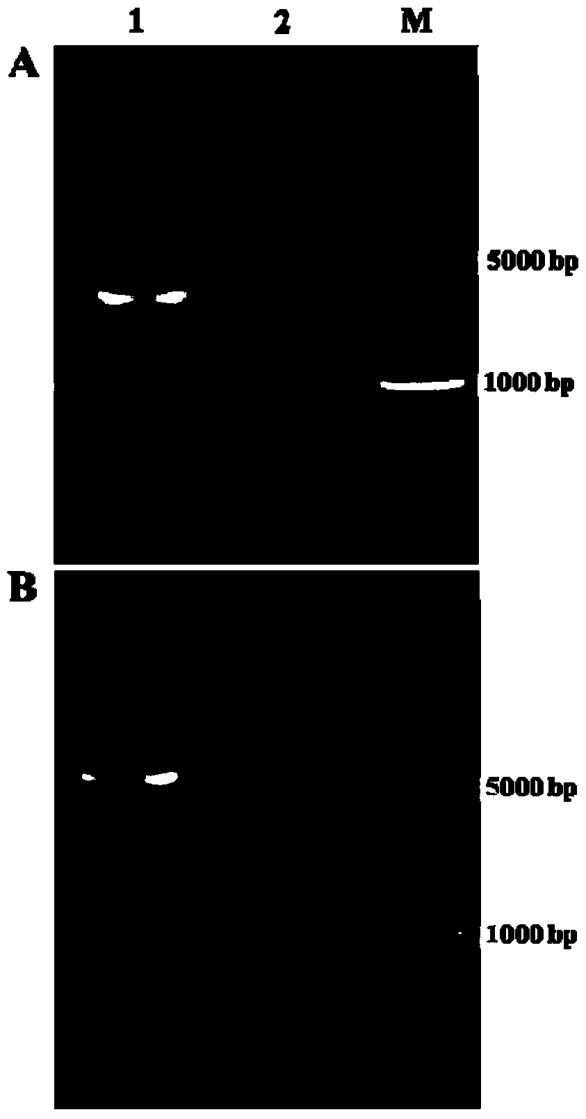 Genetic markers of susceptibility to electromagnetic radiation