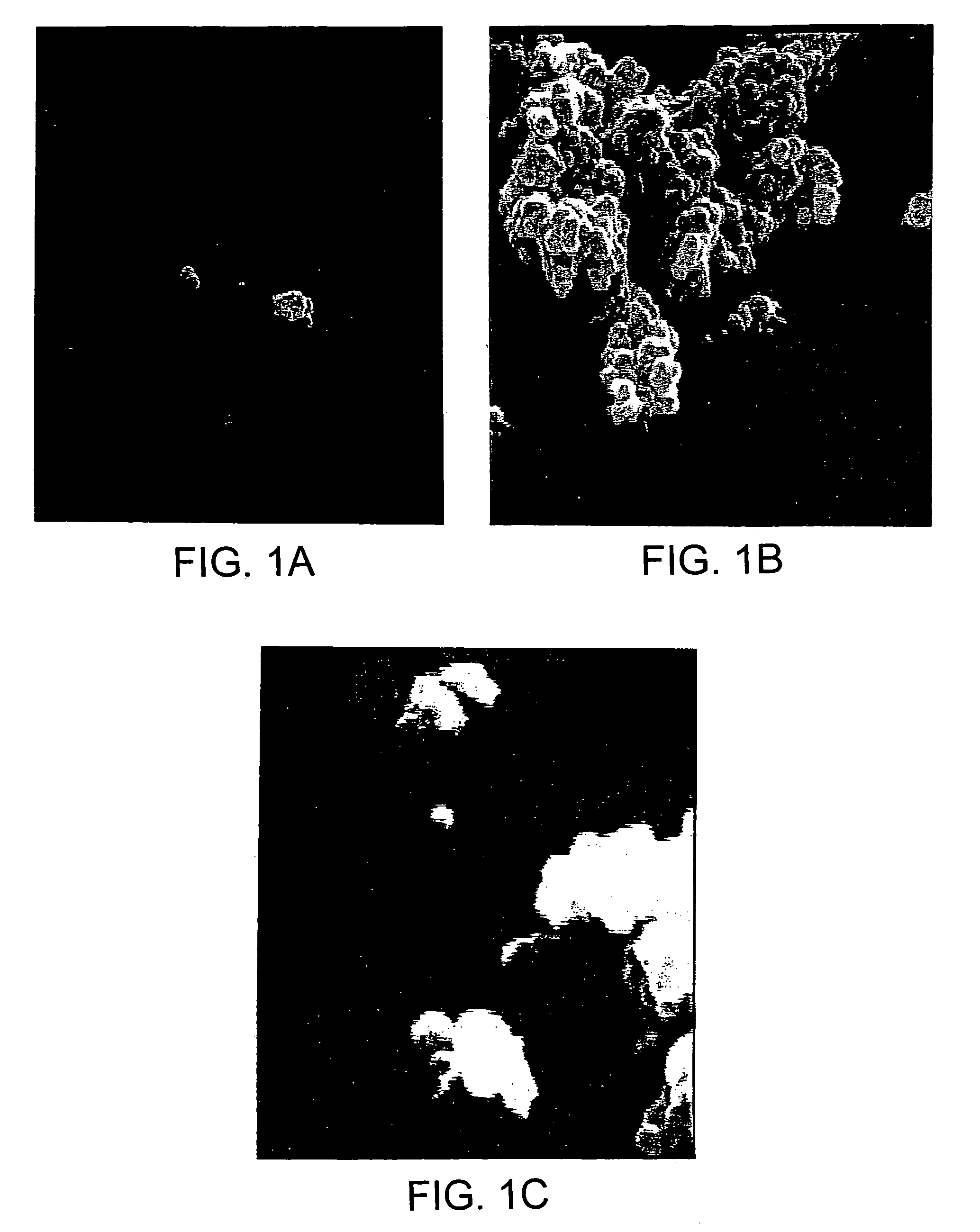 Spore-like cells and uses thereof