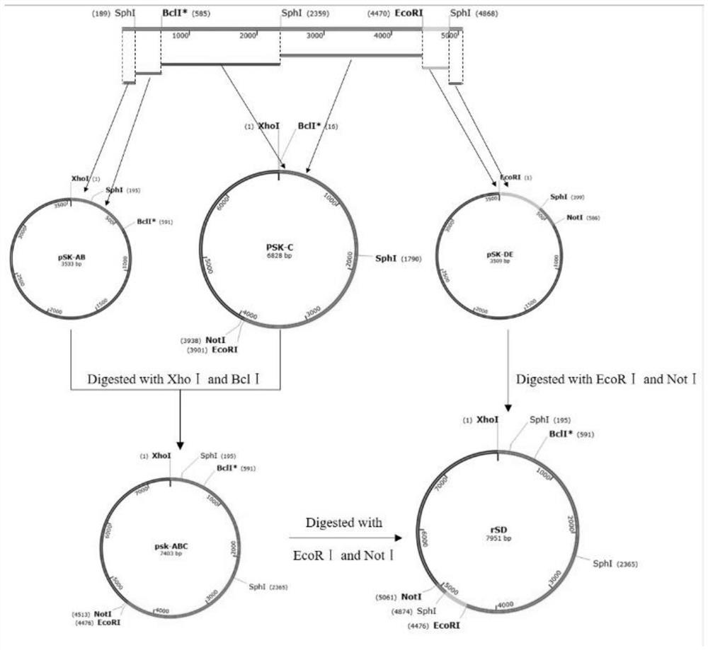 Construction method and application of novel goose parvovirus SD strain full-length infectious clone causing duck short beak and dwarf syndrome