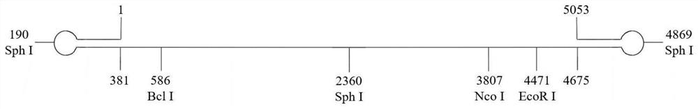 Construction method and application of novel goose parvovirus SD strain full-length infectious clone causing duck short beak and dwarf syndrome