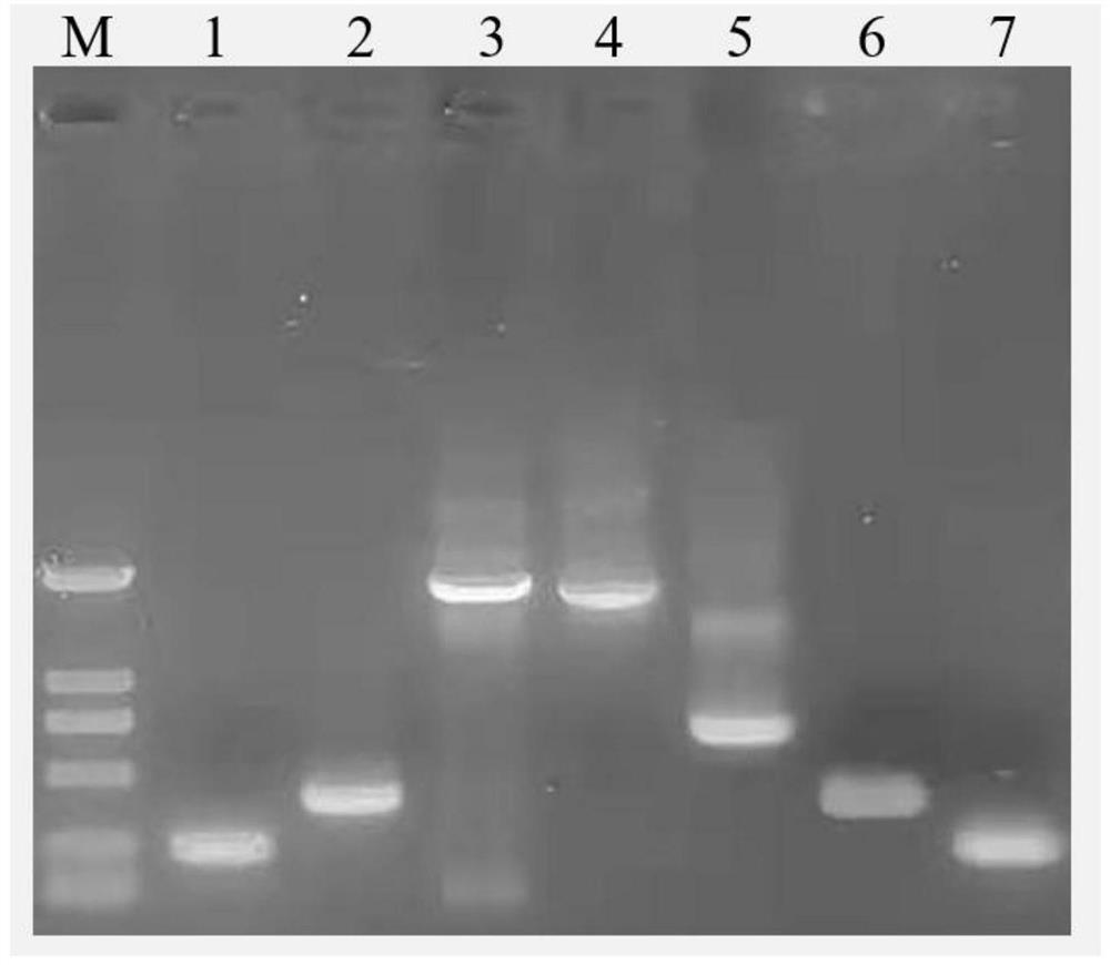 Construction method and application of novel goose parvovirus SD strain full-length infectious clone causing duck short beak and dwarf syndrome