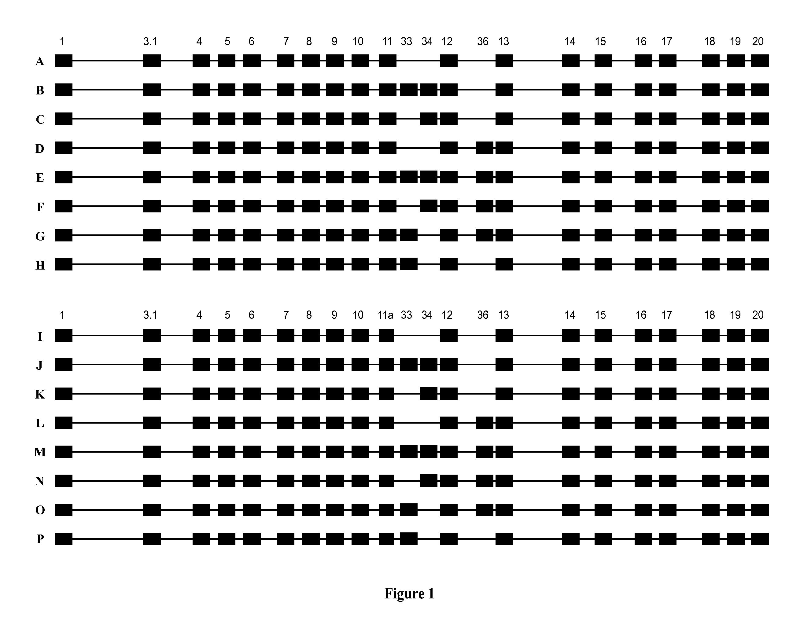 Obesity gene and use thereof