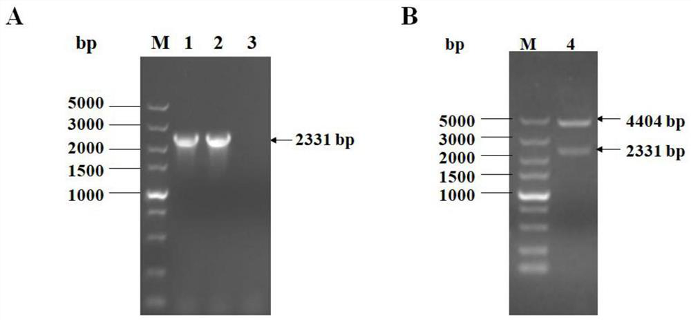 Mycoplasma synoviae antigen protein LP85, ELISA detection method of corresponding antibody and kit