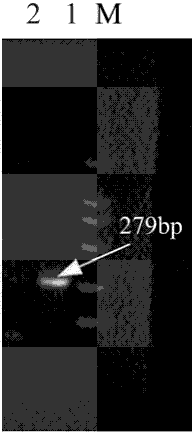 Quick detection method of Listeria monocytogenes in oyster