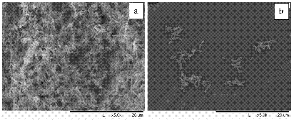 Chitosan/nano-TiO2 composite material and preparation method and application thereof