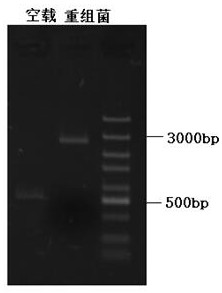 Fusion protein containing interferon alpha, recombinant strain for expressing fusion protein and preparation method of fusion protein