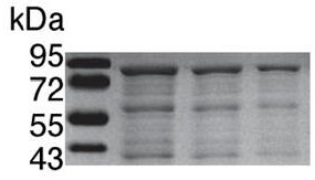 Fusion protein containing interferon alpha, recombinant strain for expressing fusion protein and preparation method of fusion protein
