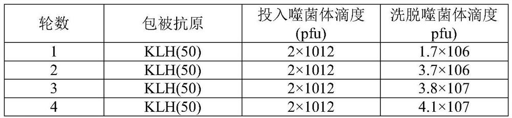 Specific human-derived scFv antibody for resisting hemocyanin and application of specific human-derived scFv antibody