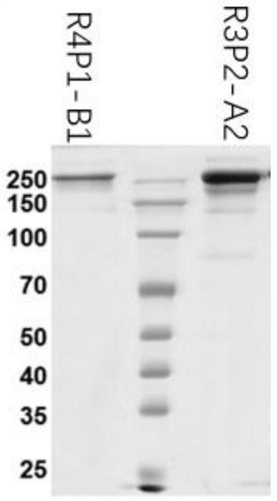 Specific human-derived scFv antibody for resisting hemocyanin and application of specific human-derived scFv antibody