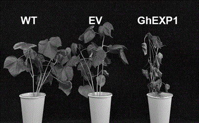 Cotton drought resistant gene GhEXP1 and applications thereof