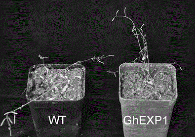 Cotton drought resistant gene GhEXP1 and applications thereof
