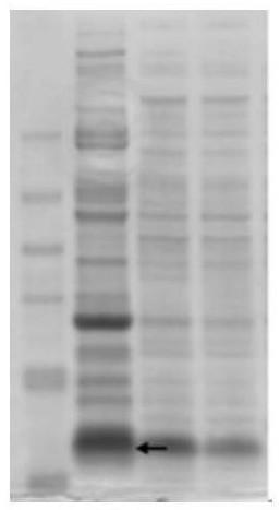 Polypeptides and their genes and applications