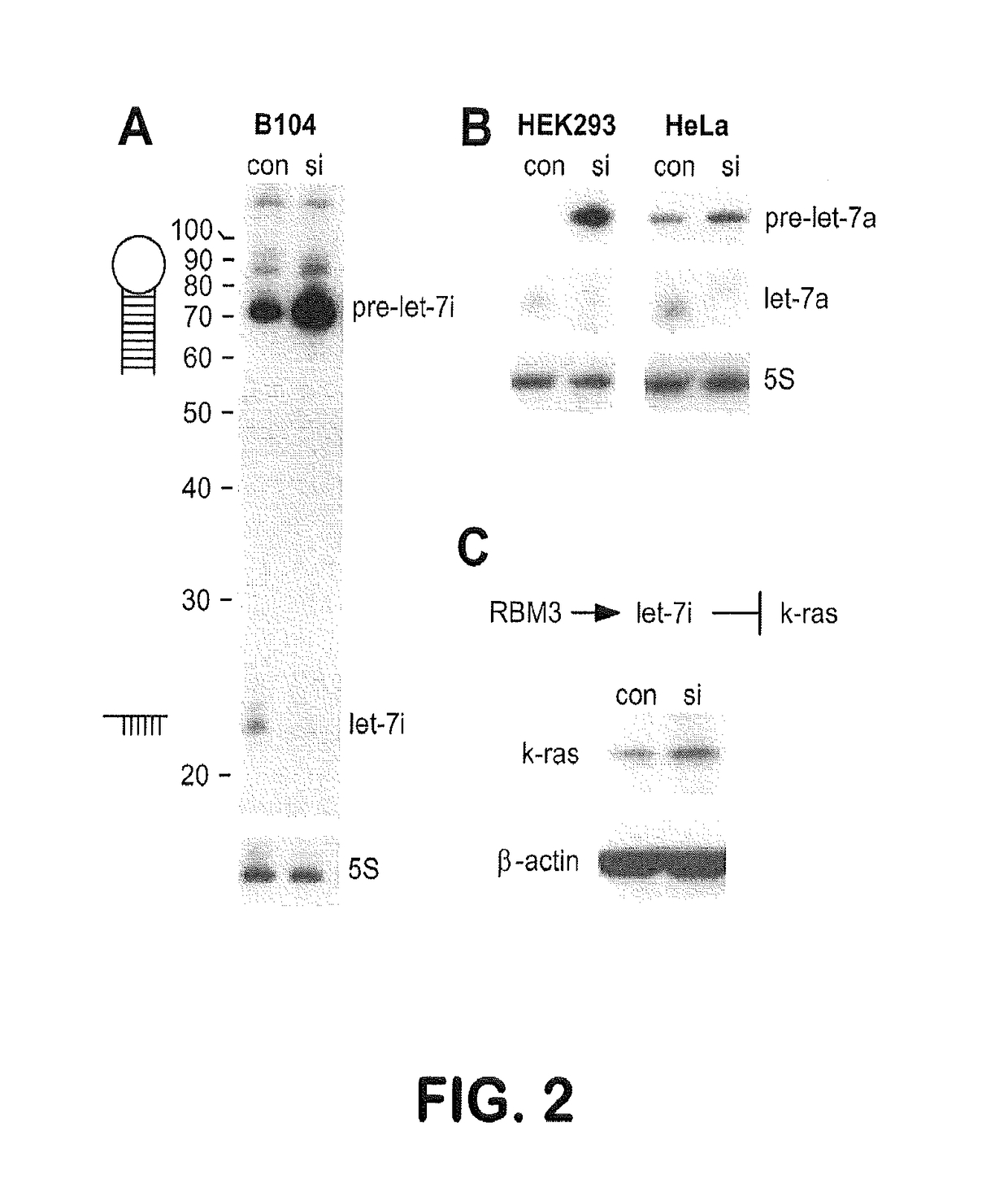 Methods for modulating cancer cells and stem cells