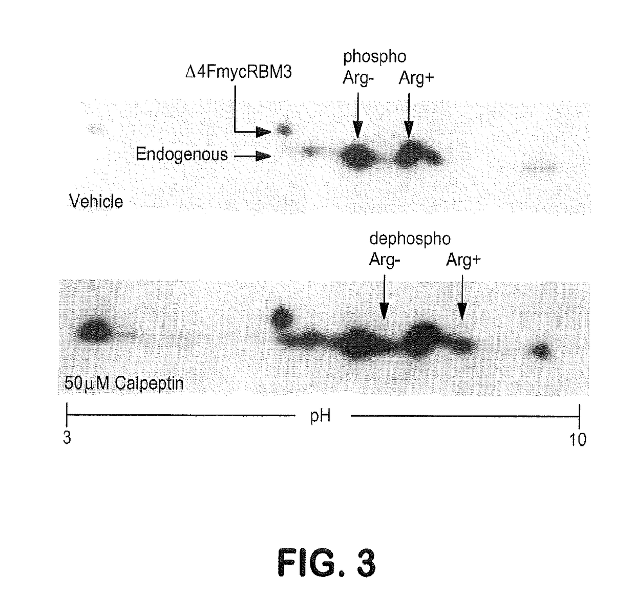 Methods for modulating cancer cells and stem cells