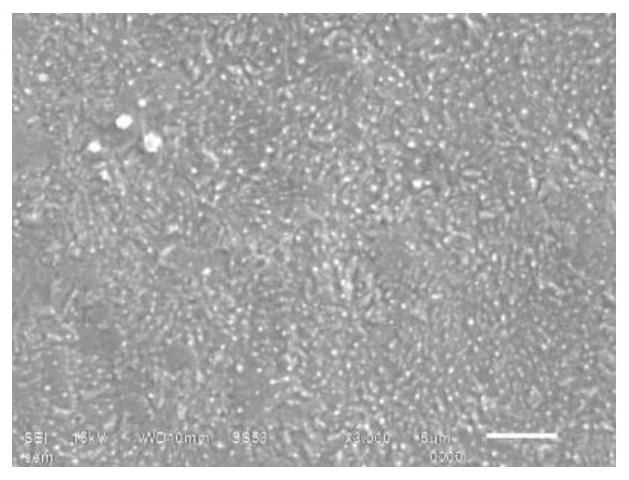 Ammonia-nitrogen-free environment-friendly micro-etching pretreatment liquid and treatment method