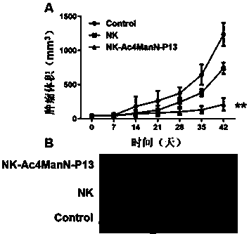 Preparation method for membrane surface engineered NK cell, pharmaceutical composition and application