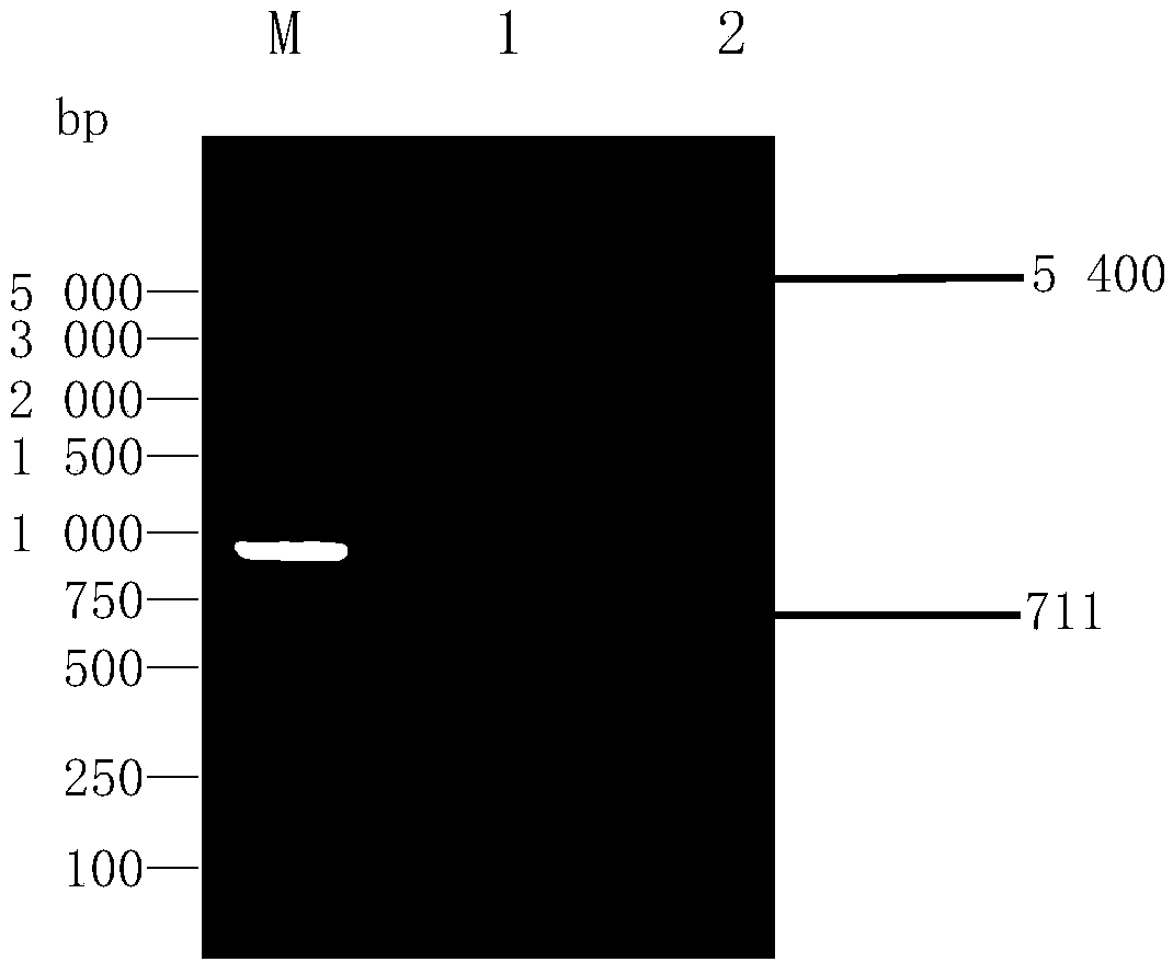 Vibrio mimicus oral target epitope gene vaccine and preparation method and application thereof