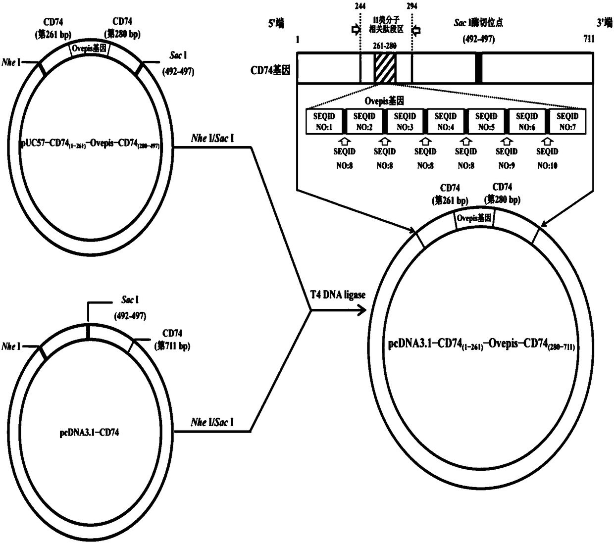 Vibrio mimicus oral target epitope gene vaccine and preparation method and application thereof