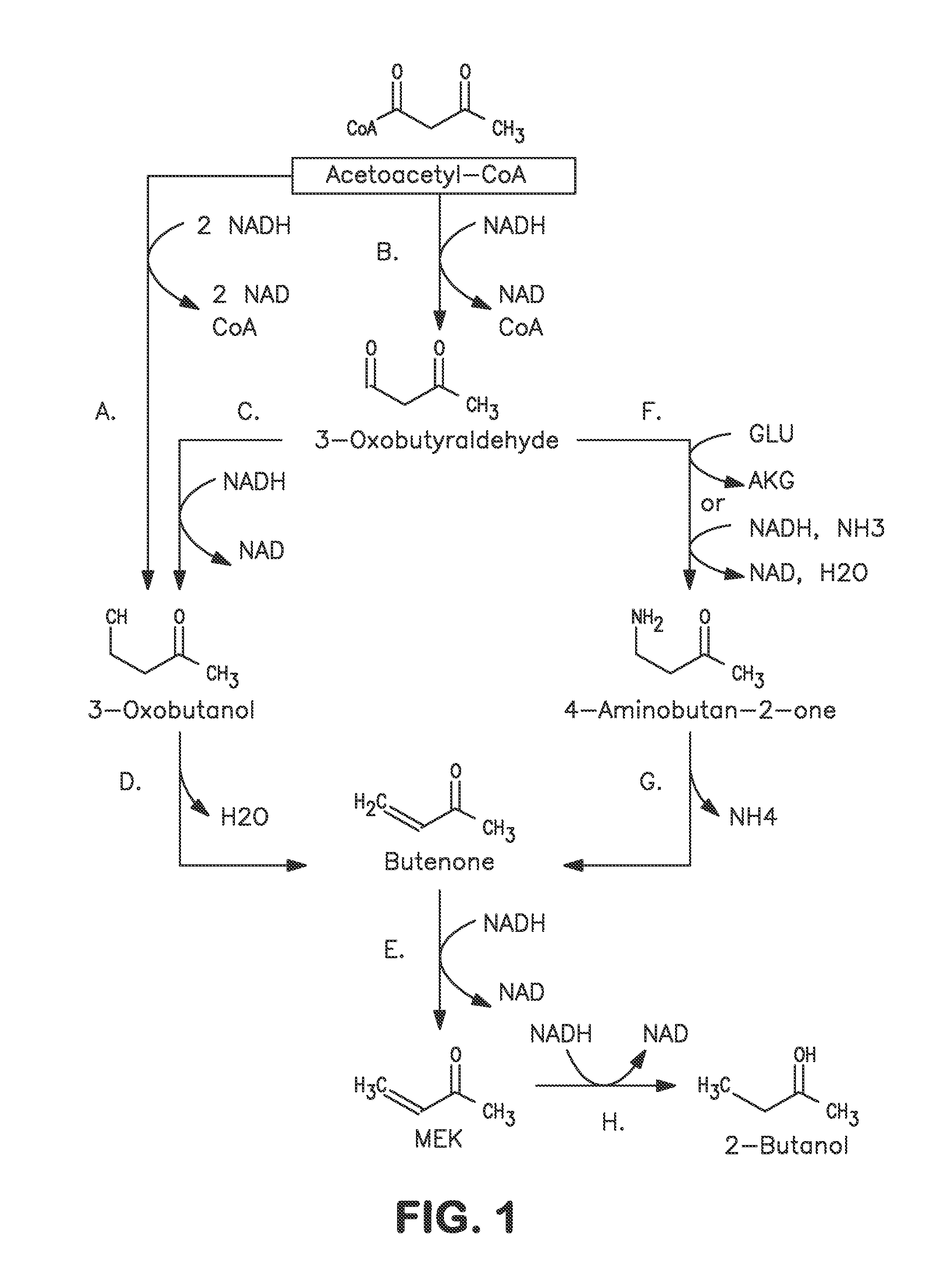Microorganisms and methods for carbon-efficient biosynthesis of mek and 2-butanol