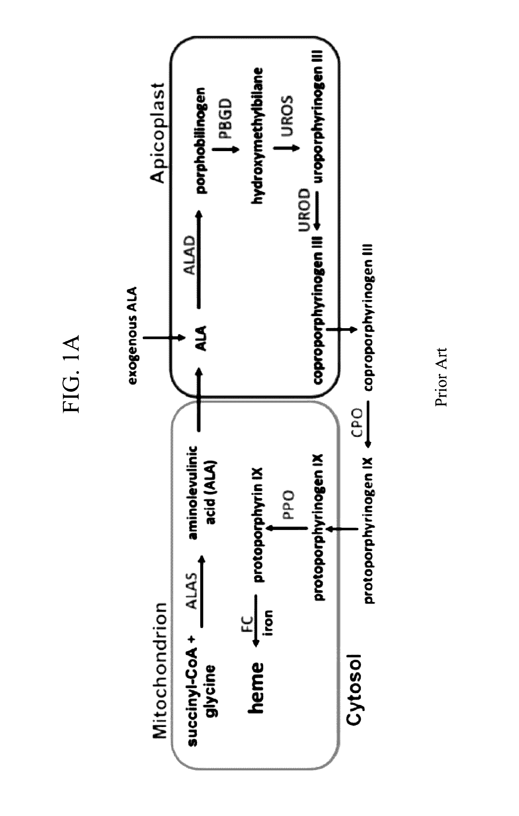 Combination artemisinin and chemiluminescent photodynamic therapy and uses therefor