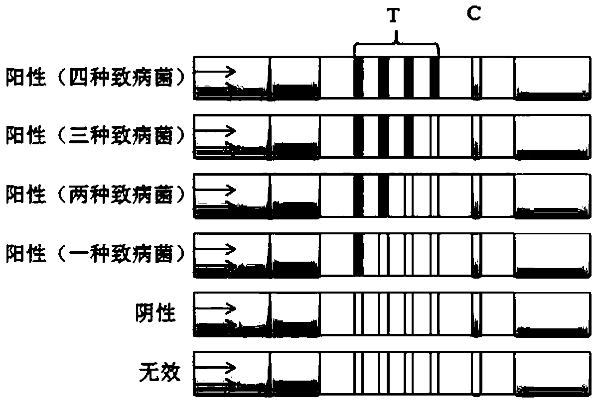 Fluorescence detection test strip for simultaneously detecting four types of pathogenic bacteria, and preparation method and application thereof