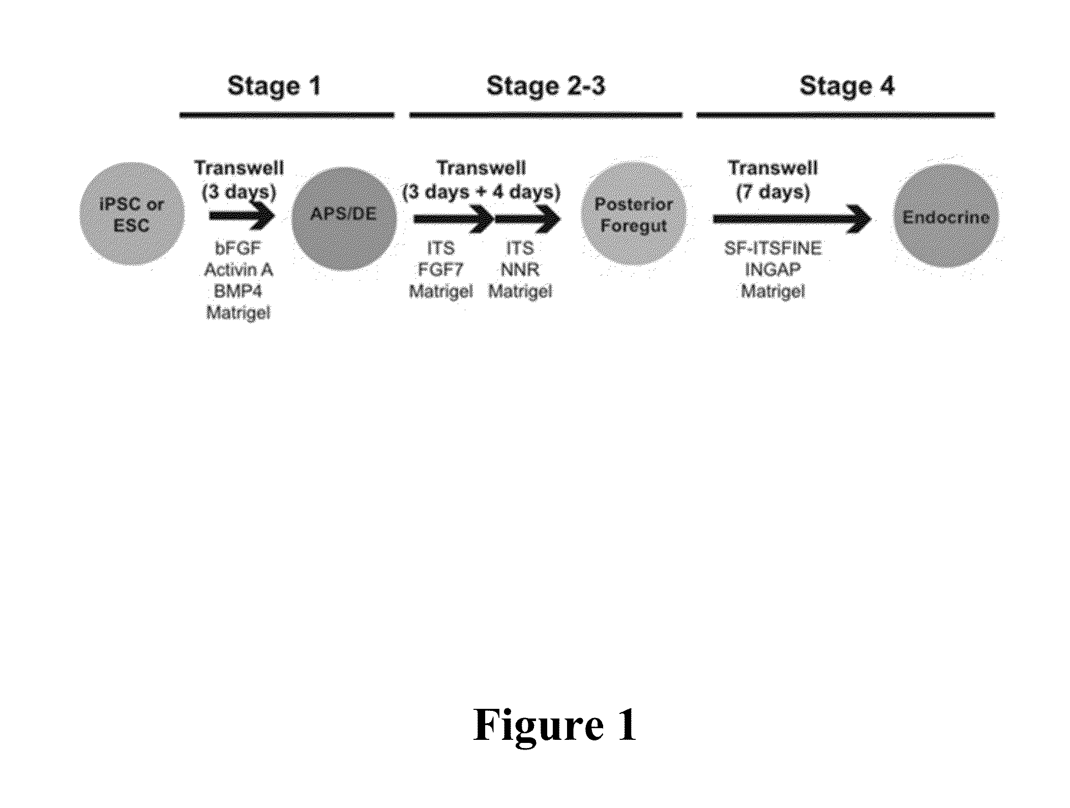 Methods for Producing Insulin-Secreting Beta Cells From Human Pluripotent Stem Cells
