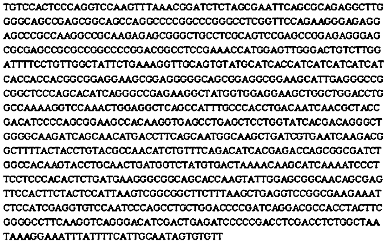 A kind of anti-human rank1 humanized antibody and its pharmaceutical composition and application