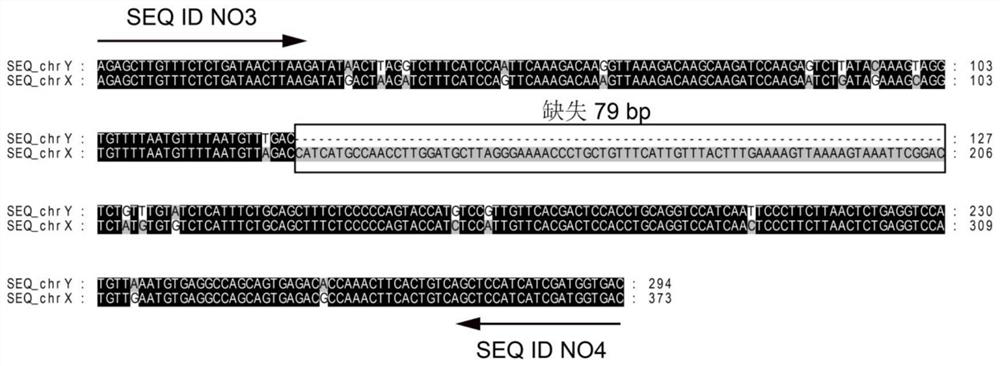 Specific molecular marker, primer and method for identifying genetic sex of selenotoca multifasciata and application of specific molecular marker and primer