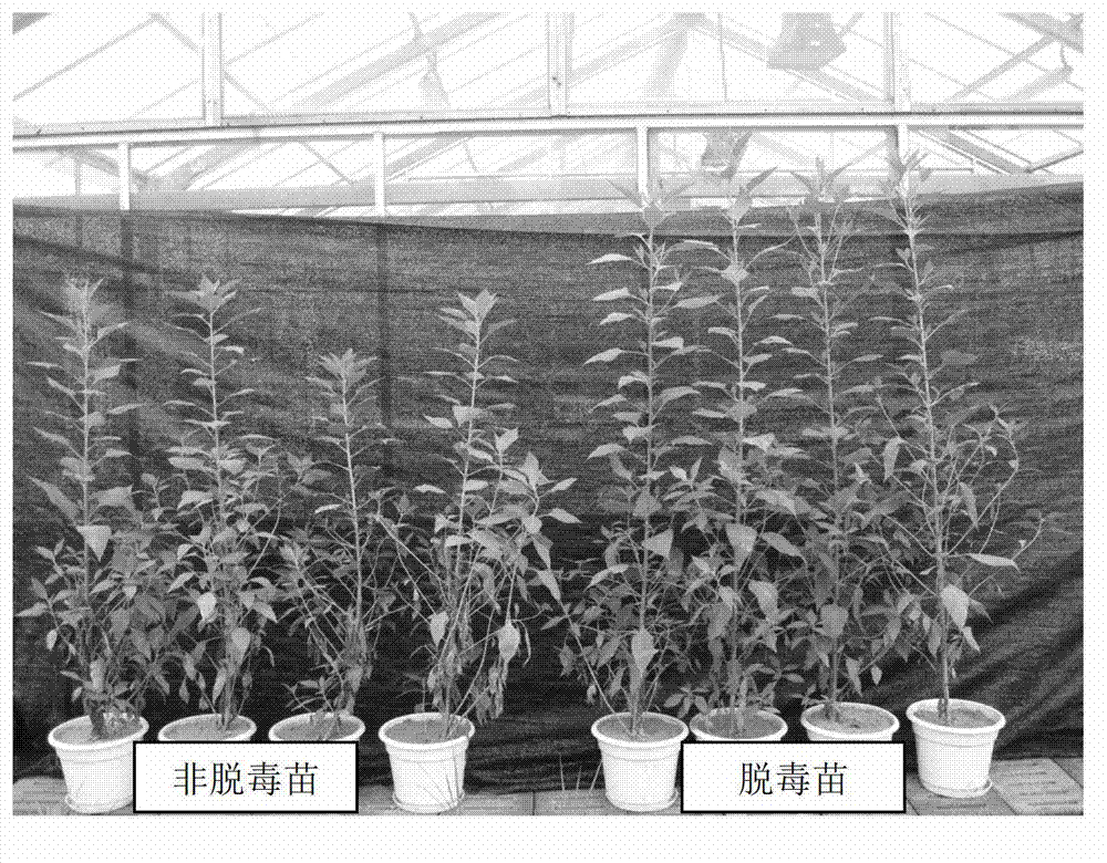 Method for detoxifying and reproducing helianthus tuberosus quickly