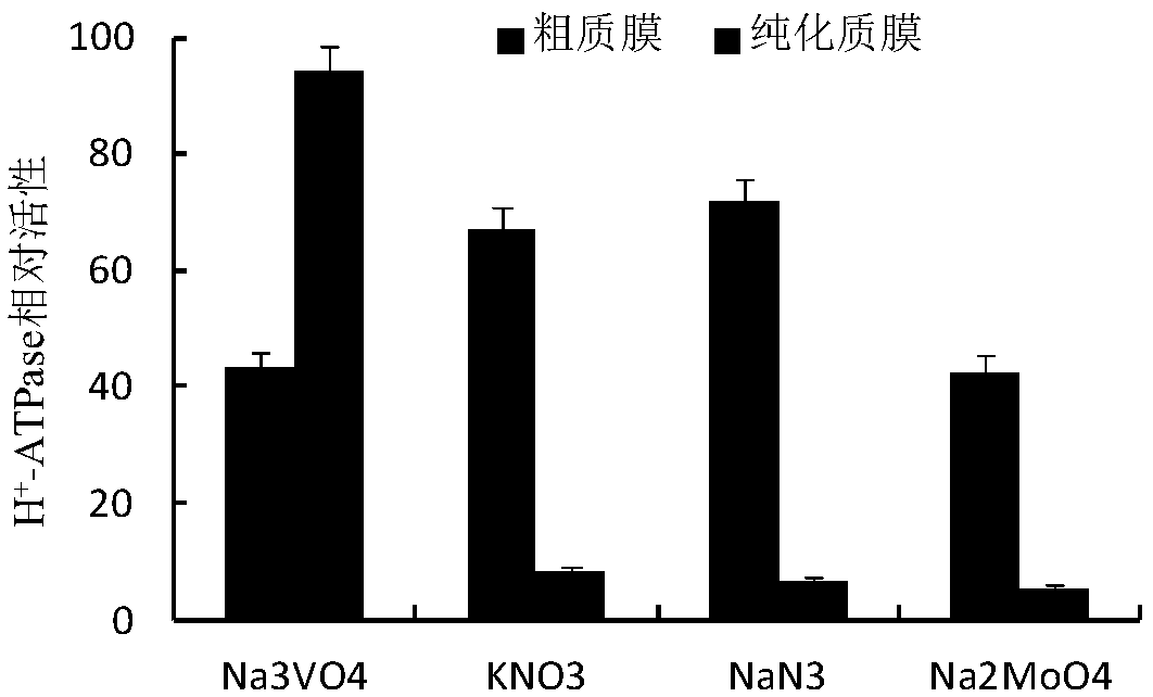 Extracting method for phosphorylated protein suitable for two-dimensional electrophoresis of plasma membranes of rice leaves