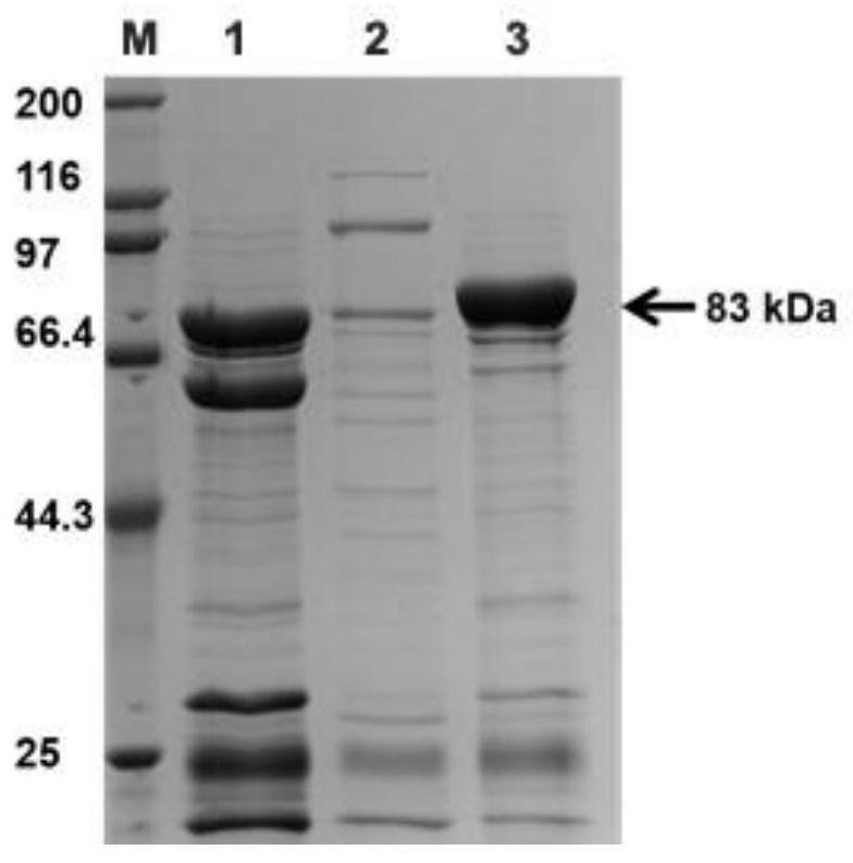 Application of alpha-L-rhamnosidase derived from bacteria in efficient production of hesperetin-7-O-glucoside