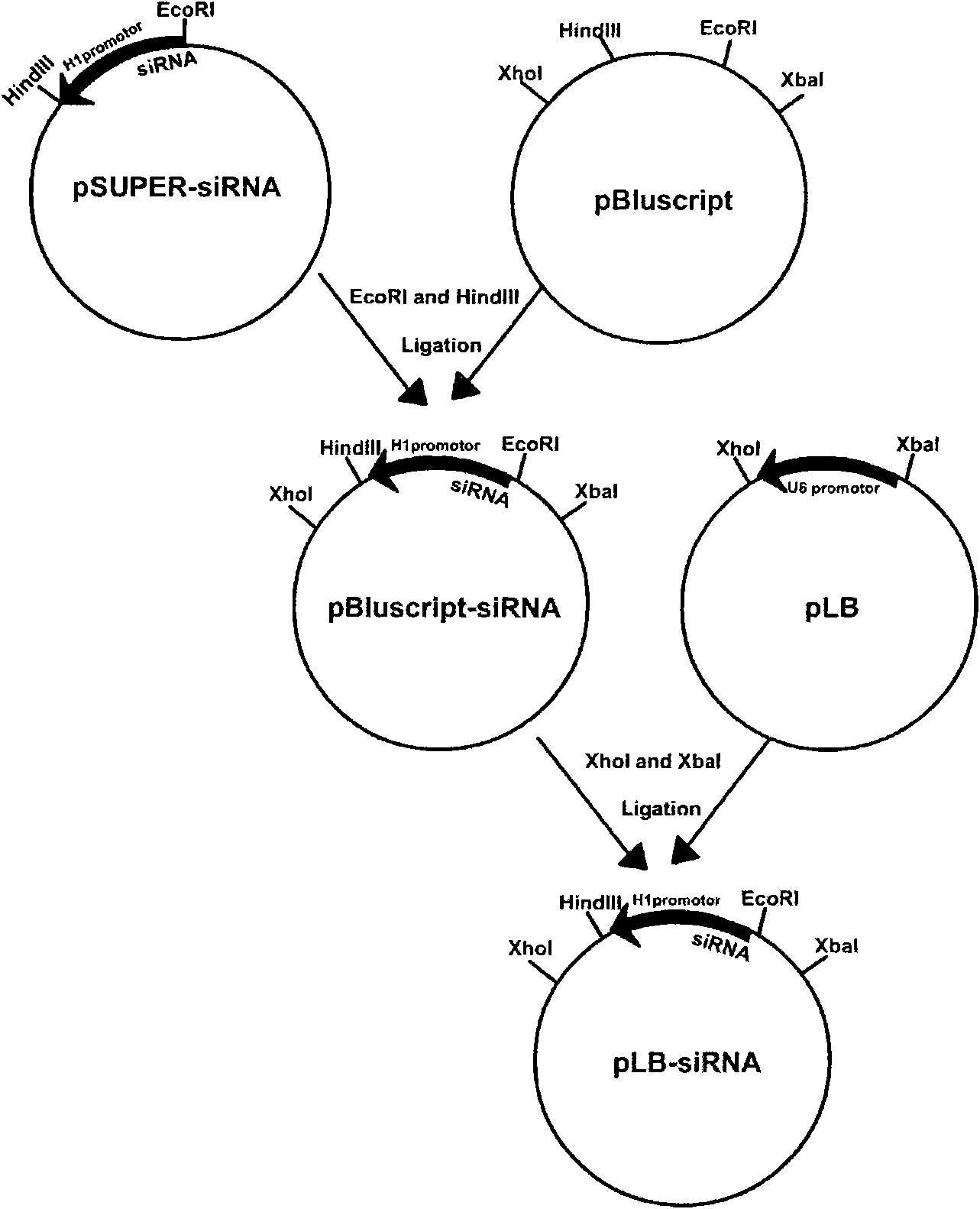 RNA interfering target of osteoclast proton pump sub-gene a3 and application thereof