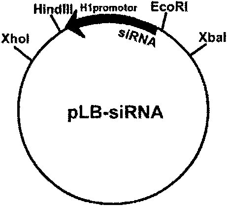 RNA interfering target of osteoclast proton pump sub-gene a3 and application thereof